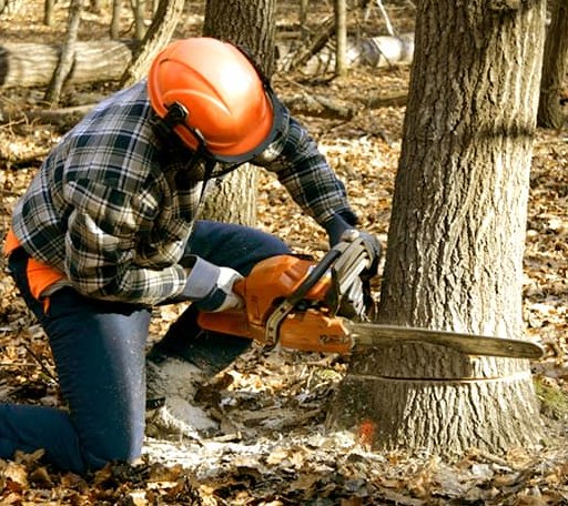Tree Removal in Dudley, NC